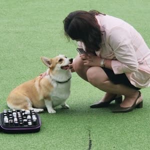 잔디밭에서 아로마 오일 키트를 앞에 두고 웰시코기와 교감하는 모습